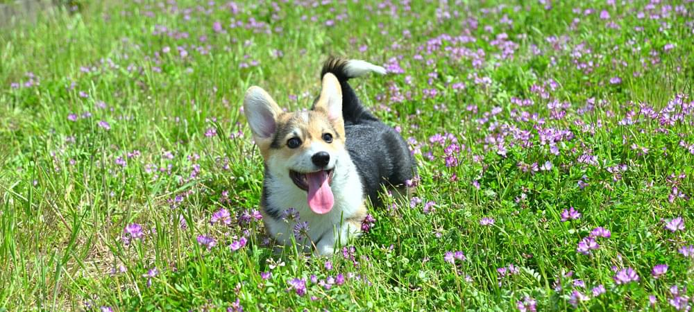 ペットと一緒にお越しの方へ